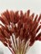 120pcs Bunny Tails Grass Burnt Orange Fall Dried Flowers(Caramel)